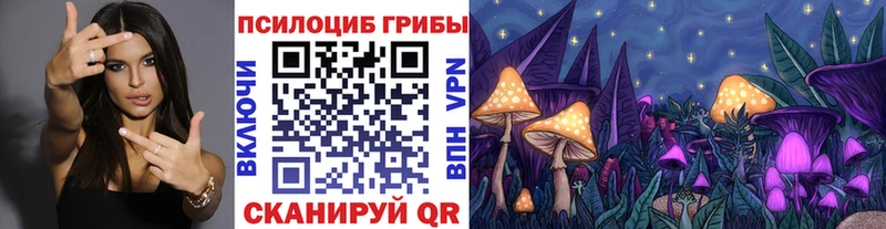 продажа наркотиков  Бологое  Псилоцибиновые грибы Psilocybe 